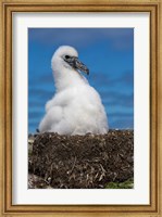 Australia, Tasmania, Bass Strait Albatross chick Fine Art Print