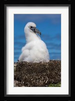 Australia, Tasmania, Bass Strait Albatross chick Fine Art Print