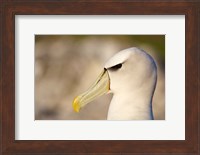 Australia, Tasmania, Bass Strait, Albatross bird head Fine Art Print