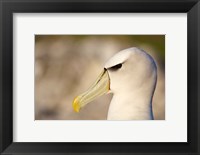 Australia, Tasmania, Bass Strait, Albatross bird head Fine Art Print