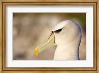 Australia, Tasmania, Bass Strait, Albatross bird head Fine Art Print