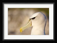 Australia, Tasmania, Bass Strait, Albatross bird head Fine Art Print