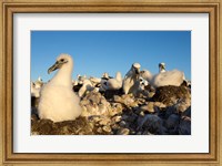 Shy Albatross chick and colony, Bass Strait, Tasmania, Australia Fine Art Print