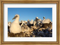 Shy Albatross chick and colony, Bass Strait, Tasmania, Australia Fine Art Print