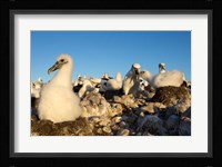 Shy Albatross chick and colony, Bass Strait, Tasmania, Australia Fine Art Print
