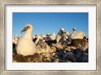 Shy Albatross chick and colony, Bass Strait, Tasmania, Australia Fine Art Print