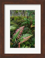 Waipoua Forest, North Island, New Zealand Fine Art Print