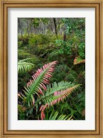 Waipoua Forest, North Island, New Zealand Fine Art Print