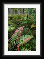Waipoua Forest, North Island, New Zealand Fine Art Print