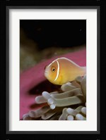 Australia, Great Barrier Reef Anemonefish Fine Art Print