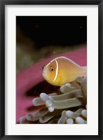 Australia, Great Barrier Reef Anemonefish Framed Print