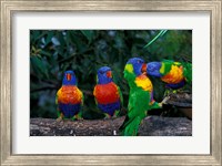 Australia, East Coast,  Lorikeets birds in a row Fine Art Print