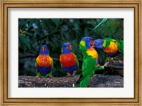 Australia, East Coast,  Lorikeets birds in a row Fine Art Print