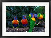 Australia, East Coast,  Lorikeets birds in a row Fine Art Print