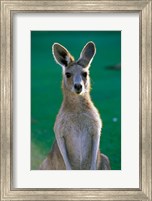Australia, Yamba Golf Course, Eastern Grey Kangaroo Fine Art Print