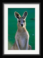 Australia, Yamba Golf Course, Eastern Grey Kangaroo Fine Art Print