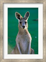 Australia, Yamba Golf Course, Eastern Grey Kangaroo Fine Art Print
