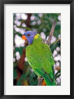 Australia, East Coast Rainbow Lorikeets bird (back view) Fine Art Print