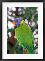 Australia, East Coast Rainbow Lorikeets bird (back view) Fine Art Print