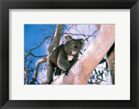 Australia, Kangaroo Isl, Koala bear, eucalypytus tree Fine Art Print