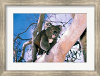 Australia, Kangaroo Isl, Koala bear, eucalypytus tree Fine Art Print