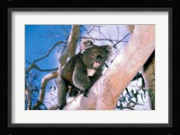 Australia, Kangaroo Isl, Koala bear, eucalypytus tree Fine Art Print