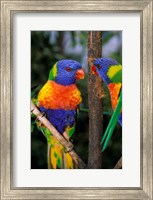 Australia, Pair of Rainbow Lorikeets bird Fine Art Print