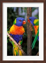 Australia, Pair of Rainbow Lorikeets bird Fine Art Print