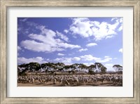 Sheep Station, Kangaroo Island, South Australia, Australia Fine Art Print