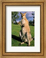 Kangaroo, Queensland, Australia Fine Art Print
