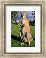 Kangaroo, Queensland, Australia Fine Art Print