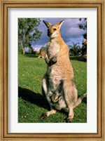 Kangaroo, Queensland, Australia Fine Art Print