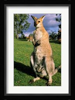 Kangaroo, Queensland, Australia Fine Art Print