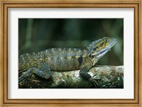 Australia, Queensland, Eastern Water Dragon lizard Fine Art Print