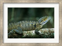 Australia, Queensland, Eastern Water Dragon lizard Fine Art Print