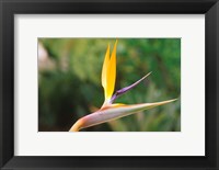 Australia, Queensland, Bird of paradise flower garden Fine Art Print