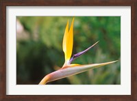 Australia, Queensland, Bird of paradise flower garden Fine Art Print