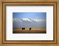 Cows and Hawkdun Range, Maniototo, Central Otago Fine Art Print
