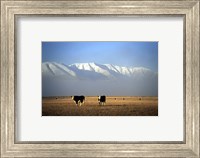 Cows and Hawkdun Range, Maniototo, Central Otago Fine Art Print