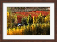 Autumn Colours, Bannockburn, Central Otago, New Zealand Fine Art Print
