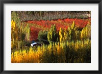 Autumn Colours, Bannockburn, Central Otago, New Zealand Fine Art Print