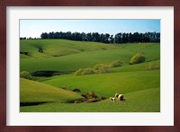Farmland Near Clinton, New Zealand Fine Art Print