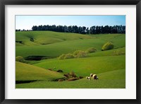 Farmland Near Clinton, New Zealand Fine Art Print