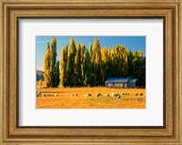 Farmland, Maniototo, Central Otago, New Zealand Fine Art Print