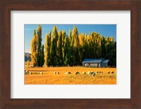 Farmland, Maniototo, Central Otago, New Zealand Fine Art Print