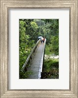 Bridge Below Whangarei Falls, Northland, New Zealand Fine Art Print