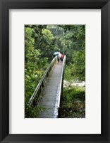 Bridge Below Whangarei Falls, Northland, New Zealand Fine Art Print