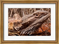 Australia, Central Bearded Dragon lizard, outback Fine Art Print