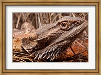 Australia, Central Bearded Dragon lizard, outback Fine Art Print