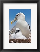 Australia, Tasmania, Bass Strait Shy albatross with chick Fine Art Print